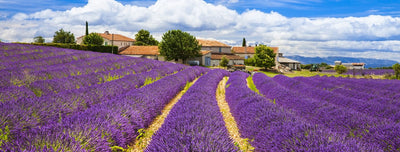 Love affair with Provence